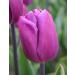 PLAT Firm SEMI DI GERMINAZIONE: 12 Tulip Blumenzwiebeln-Blau Sch nheit Triumph Tulip (Packung mit Birnen 12) Zonen: 8/3