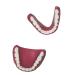 Human Teeth Model - Dental Prostheses for Seniors | Denture Care & Cleaning Set - Buy Online on GoSupps.com