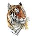 Lion Tiger Wolf Half Arm Sleeve Temporary Tattoo Sticker for Men - Pack of 20 Sheets - Buy Online on GoSupps.com