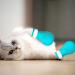 GNCLOUD Cat Claw Covers - 4pcs Anti-Scratch Cat Boots for Pet Bathing, Examination, and Treatment - Buy Online on GoSupps.com