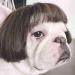 Afro bangs funny pet wig dog cosplay requisites pigtails set funny photography props head polyester pet explosive wig linen