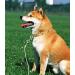 KOMUNJ 9.84ft Chew Proof Dog Tie Out Cable Steel Wire Double Heads Leash for Outdoor Walking & Camping - Small, Medium, and Large Dogs - Buy Online on GoSupps.com