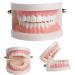 WANGCL Teeth Dental Demonstration Model - Anatomical Tooth Model for Dental Teaching & Oral Care | International Shipping Available - Buy Online on GoSupps.com