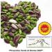 Green Pistachios DOP Bronte - Shelled 500g - Buy Online on GoSupps.com