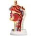 Nasal Cavity Throat Anatomical Model Pathological Nasal Pharyngeal Oropharyngeal Longitudinal Section Model - Buy Online on GoSupps.com