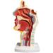 Nasal Cavity Throat Anatomical Model Pathological Nasal Pharyngeal Oropharyngeal Longitudinal Section Model
