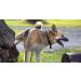 Dog Urinary Health Support - Chewable Cranberry Complex for Dogs - Advanced Urinary Tract Support - 90 Chews - International Shipping Available - Buy Online on GoSupps.com