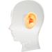 Ear Display Mould Lifelike Soft Fake Ear Model Professional Silicone Flexible for for Hospital - Buy Online on GoSupps.com