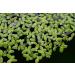 5 x LIVE DUCKWEED (LEMNA MINOR)