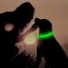 Flashseen LED Dog Collar - USB Rechargeable Light Up Safety Collar for Small, Medium, Large Dogs (Candy Pink, Size Small) - Buy Online on GoSupps.com