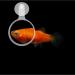 POPETPOP Aquarium Magnifier Acrylic Fish Tank Viewer Fish Tank Magnifying Glass Small Animal Magnifier with Suction 3.5cm - Buy Online on GoSupps.com