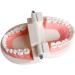 WANGCL Teeth Dental Demonstration Model - Anatomical Tooth Model for Dental Teaching & Oral Care | International Shipping Available - Buy Online on GoSupps.com