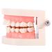 Syrisora 1PC PVC Dental Teaching Model | Educational Tool for Kids to Learn Teeth Brushing - Buy Online on GoSupps.com