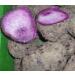 Seelans Fresh Rasavalli Kilangu 1Kg | PURPLE YAM (Ube) | 100% Fresh Fruit | Helps to Reduced Blood Sugar & Blood Pressure | Highly Nutritious | Rich in Antioxidants |Srilankan Origin Next Day Shipping