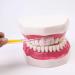 Teeth Model with Removable Teeth & Toothbrush for Dental Education - Simulated Dental Care Body Model - Buy Online on GoSupps.com