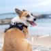 WINHYEPET Truelove Soft Mesh Reflective Dog Harness for Extra Small and Small Dogs - Breathable & Easy Walk Vest Harness | TLH30131 M Poinsettia - Buy Online on GoSupps.com