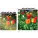 67mm Digital Tulip Flower Lens Hood for Canon Nikon Olympus Pentax Sony Sigma Tamron SLR Lenses - Includes Microfiber Cleaning Cloth - Buy Online on GoSupps.com