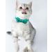Tagme Turquoise Cat Collar with Personalized Name & Phone Number - Safe Kitten Neck Band with Bell | 1 Pack - Buy Online on GoSupps.com