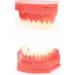 Lmeil Silicone Tooth Development Model for Children | Milk Teeth & Deformality Education Tool - Buy Online on GoSupps.com