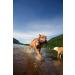 Chuckit Zipflight Amphibious Flying 6-Inch Ring Dog Fetch Toy Small - 2 Pack - Buy Online on GoSupps.com