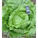Portal Cool Russian Giant Iceberg Lettuce Seeds Xxl head Up to 500 grams