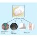 JHGCCL Thumb Eversion Bunion Corrector Night Use 1 Pair - Toe Separators for Overlapping Toes - Buy Online on GoSupps.com