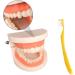 Buy Toyandona Educational Tooth Models for Kids | 3D Puzzles & Toy Sets for Brushing Teeth | Enhance Learning with Kidcraft Games - Buy Online on GoSupps.com