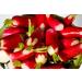 500 Seeds to sow The Granary of Abundance RADIS Halflong for 18 days Radix - Buy Online on GoSupps.com