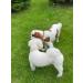 B-A-L Baltic Amber & African Jade Pet Collar - Flea & Tick Prevention for Dogs & Cats (25-65 cm) - 60cm Adjustable Dog Chain - Buy Online on GoSupps.com