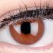 Buy Jasmine Choco Brown Premium Contact Lenses - Soft 3-Month 2-Pack with Container | 6.00 Diopters | International Shipping - Buy Online on GoSupps.com