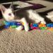 Kitty Kick Stix 11 - Set of 2 Catnip Kicker Toys, Made in USA - Buy Online on GoSupps.com