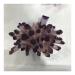 Natural Crystal Rough 1pc Natural Purple Crystal Cluster Stone geomantic furnishings degaussing Transfer Home furnishings Amethyst (Size : 380-400g)