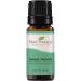 Plant Therapy Sweet Fennel Essential Oil 10 mL (1/3 oz) 100% Pure Undiluted Therapeutic Grade