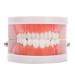 Teeth Model Denture Gums Model 28Pcs Standard Teeth Model for Adult Teeth Teaching Tool