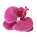 hgnxa Elegant Flower Hair Clip Unique Hair Barrettes Large Flower Acrylic Hair Clip Chic Hairpin for Weddings and Parties