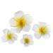 FRCOLOR 4Pcs Hawaiian Flower Hair Clip Wedding Plumeria Flower Hair Clip Beach Foam Flower Hairpin for Kids Girls Women