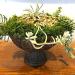 prefleur Preserved Sheet Moss Natural Green DIY Kit - 2 sq.ft. | Green-b - Buy Online on GoSupps.com