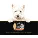 Cesar Simply Crafted Adult Wet Dog Food Chicken Sweet Potato Apple Barley & Spinach 37g Pack of 10 - Buy Online on GoSupps.com