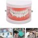 Standard Tooth Model - 28 Pieces for Adults & Kids | Dentures Artificial Teeth Educational Display - Buy Online on GoSupps.com