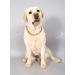 Buy Baltic Amber Dog Necklaces & Collars for Tick Protection - AmberForPets 26cm - Buy Online on GoSupps.com