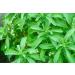 Herbal Magic's Pure & Natural Liquid Stevia Drops Sweetener - Free from PRESERVATIVES/ADDITIVES - 20ml - Buy Online on GoSupps.com