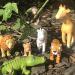 HABA Poppenhuisdier Leeuwenpuppy - Schattige Baby Leeuw voor Poppenhuis - Buy Online on GoSupps.com
