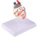 kobeIeen Dog Heart Anatomy Model Canine Pet Animal Organ Study Teaching Aid Education - Buy Online on GoSupps.com