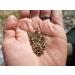 Dill seed 150 g natural Dill seeds Aneth natural dill seeds  - Buy Online on GoSupps.com