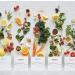 PROLON Fasting Mimicking Diet 5 Day Meal Program - Original Professional Metabolic Health - Buy Online on GoSupps.com