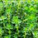 Biotiva Organic Thyme Herb 200g - Real Thyme Cut from Germany - Thymus vulgaris - No Separating Agents - Buy Online on GoSupps.com