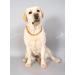Buy Bold Chain for Dogs & Cats | 100% Baltic Amber | Natural Tick Protection | Vermin Collar for All Sizes - Baltic Secret - Buy Online on GoSupps.com