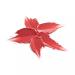 Buy SHINE BOMB Lipstick 3.5g - Coral Blooming | International Shipping Available - Buy Online on GoSupps.com