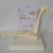 Canine Elbow Joint Model Dog Elbow Joint Model Animal Body Anatomy Replica of Normal Dog Elbow for Veterinary Office Educational Tool - Buy Online on GoSupps.com