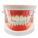 Toothbrush model standard teeth model typodont demonstration for lessons study standard size teeth model teeth model for children teeth models for students